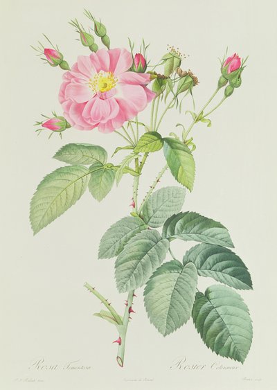 Rosa Gallica Rosea Flore Simplici de Pierre Joseph Redouté